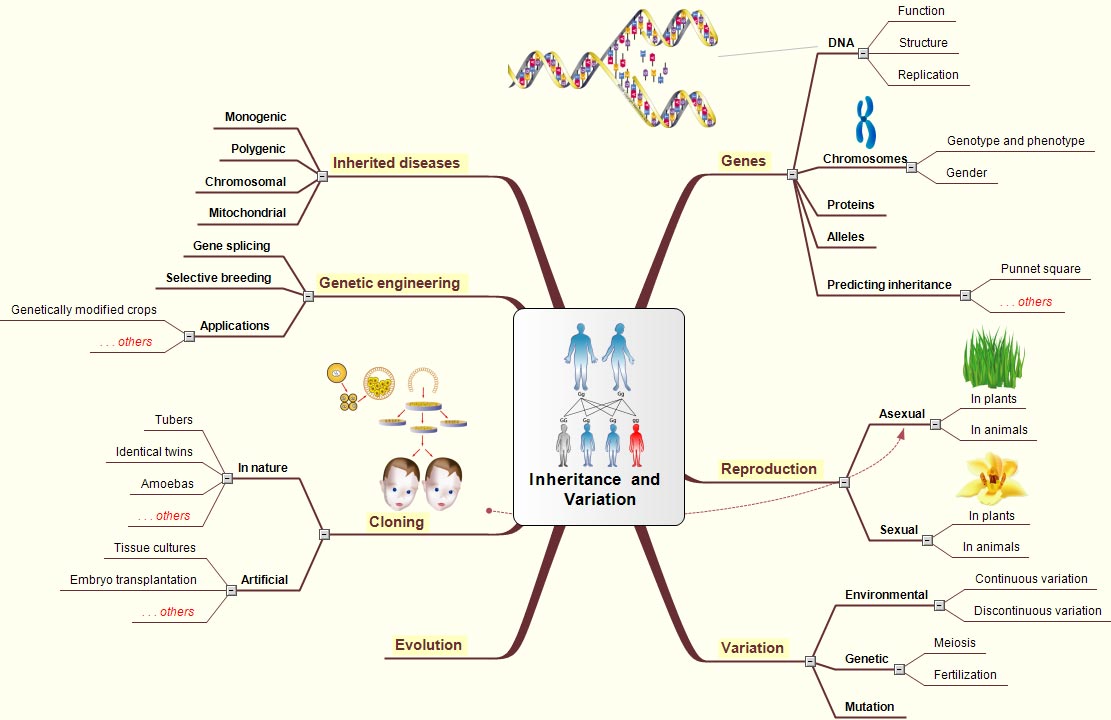 three principles of inheritance that described the transmission of genetic traits developed by grego What is inheritance genetic traits that follow these principles of inheritance are called mendelian gregor mendel alleles are described as either dominant or recessive depending on their associated traits is this page helpful. three principles of inheritance that described the transmission of genetic traits developed by grego What is inheritance genetic traits that follow these principles of inheritance are called mendelian gregor mendel alleles are described as either dominant or recessive depending on their associated traits is this page helpful.